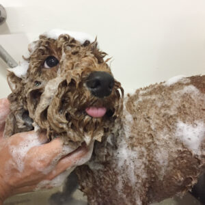 シャンプートイプー