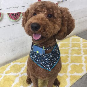 仕上がりトイプー