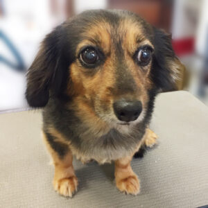 よろしくミックス