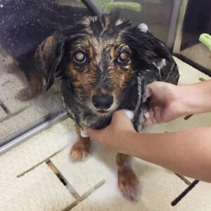 シャンプーミックス