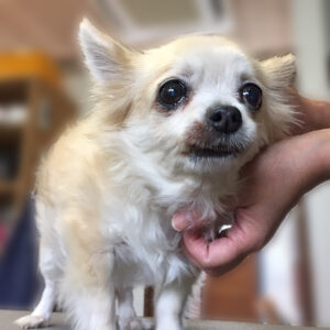 よろしくチワワ