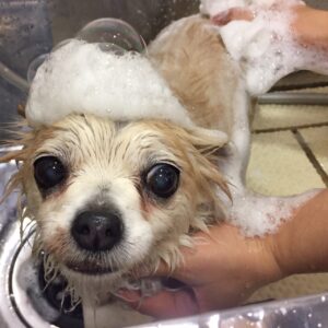 シャンプーチワワ