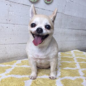 仕上がりチワワ