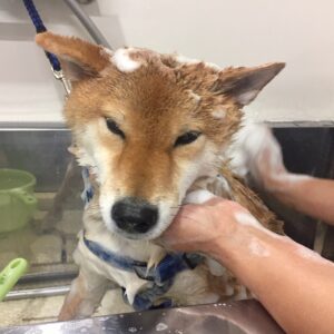 シャンプーしば