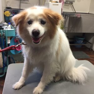 よろしくミックス