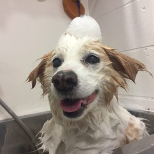 シャンプーミックス