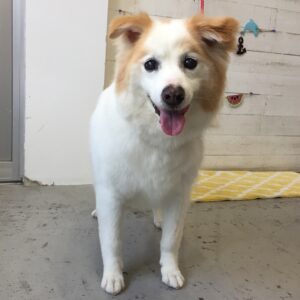 仕上がりミックス