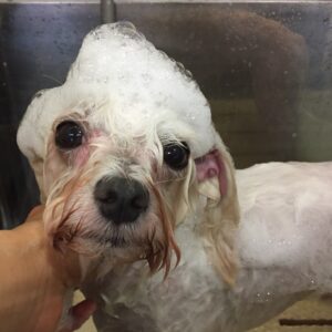 シャンプーマルチーズ