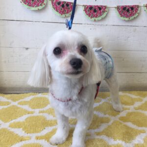 仕上がりマルチーズ