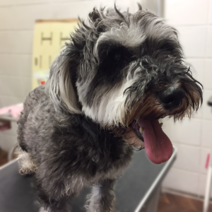 こまちちゃん施術前