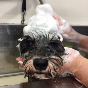 こまちちゃんシャンプー中