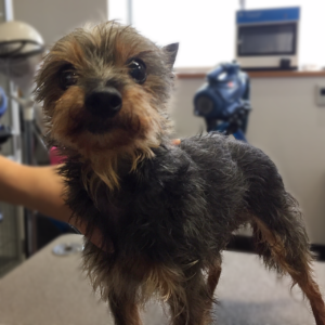 コテツちゃん施術前