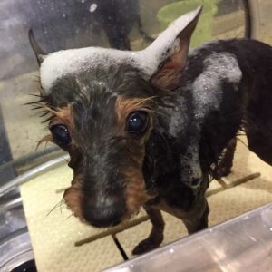 コテツちゃんシャンプー中