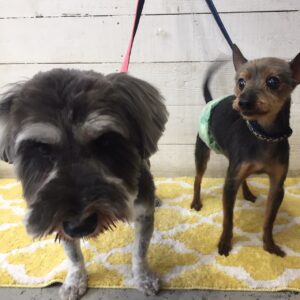 こまちちゃんコテツちゃん仕上がり