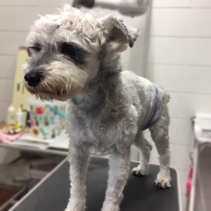 ソルちゃん施術前