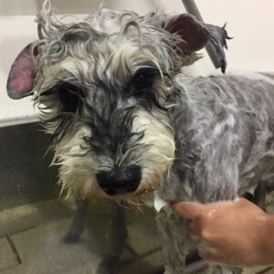 ソルちゃんシャンプー中