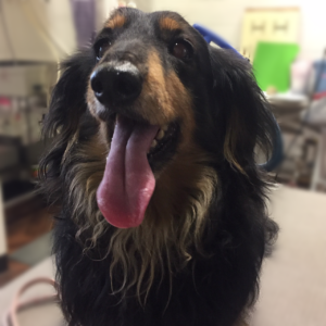 レオちゃん施術前