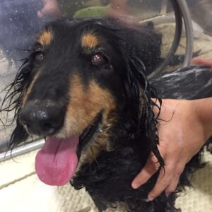 レオちゃんシャンプー中