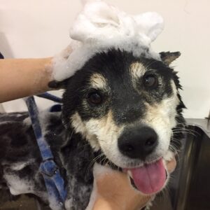 シャンプーしば