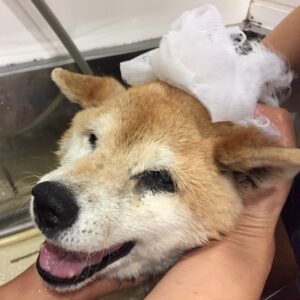 シャンプーしば