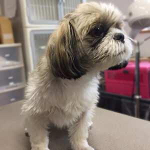 よろしくシーズー