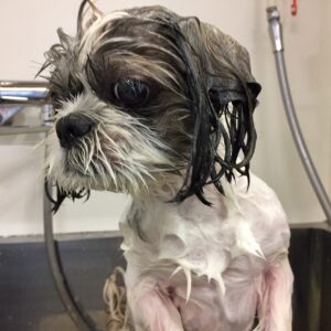 シャンプーシーズー