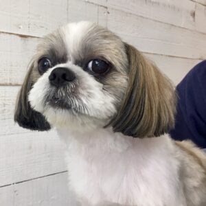 仕上がりシーズー