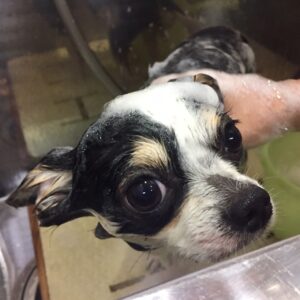 シャンプーチワワ