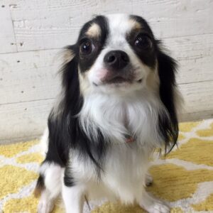 仕上がりチワワ