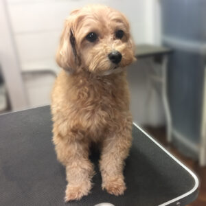 よろしくミックス