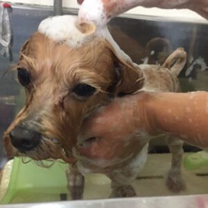 シャンプーミックス