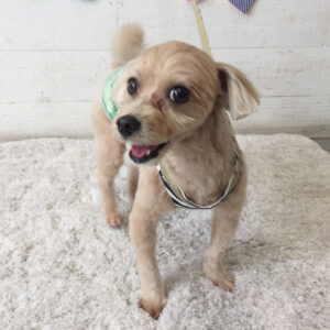 仕上がりミックス