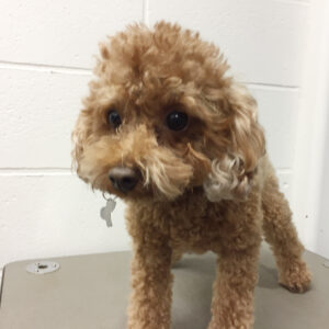 よろしくトイプー