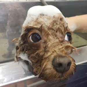 シャンプートイプー