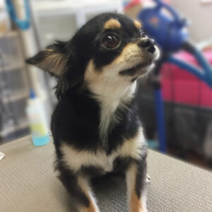 よろしくチワワ