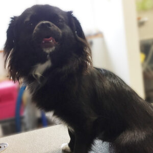 よろしくチワワ