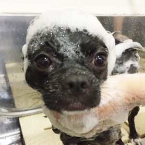 シャンプーチワワ