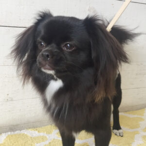 仕上がりチワワ