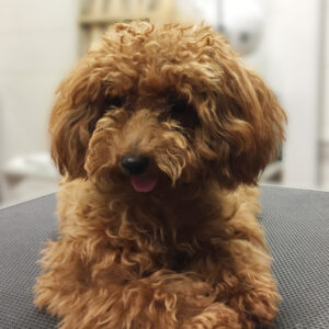 よろしくトイプー