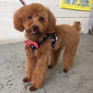 仕上がりトイプー