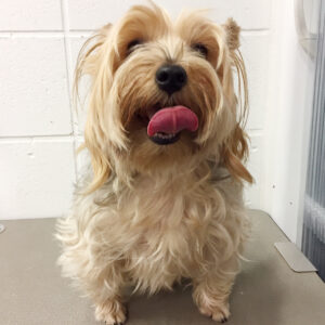 よろしくヨーキー