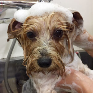 シャンプーヨーキー