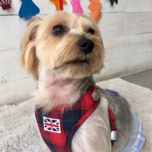 仕上がりヨーキー