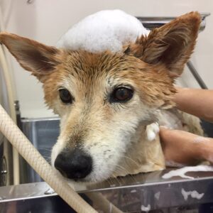 シャンプーミックス