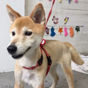 仕上がりミックス