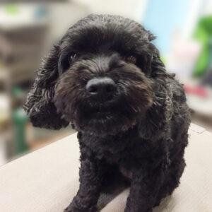 よろしくミックス