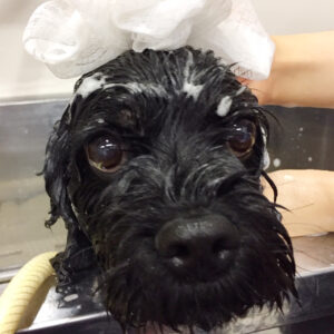 シャンプーミックス