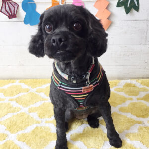 仕上がりミックス