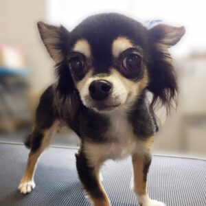 よろしくチワワ