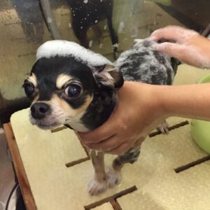 シャンプーチワワ